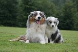 BERGER AUSTRALIEN - ADULT & PUPPY 111
